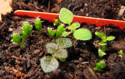 Seed tray section